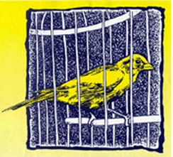 canarybird